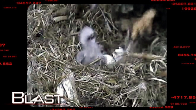 Eagle Cam | Fox News Video