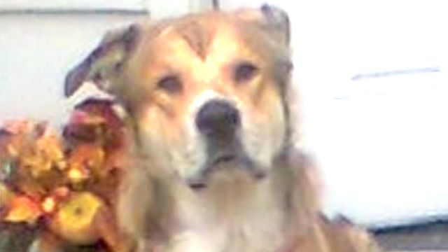 Service Dog Stolen From Physically Challenged Ohio Man