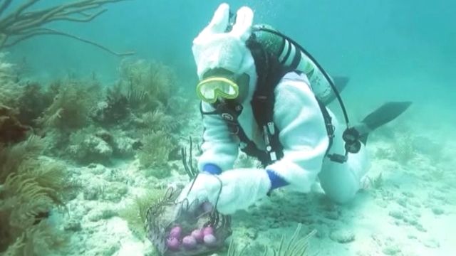 Easter bunny prepares for underwater egg hunt