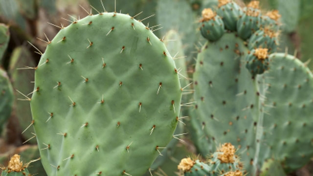 Health Benefits of Cactus