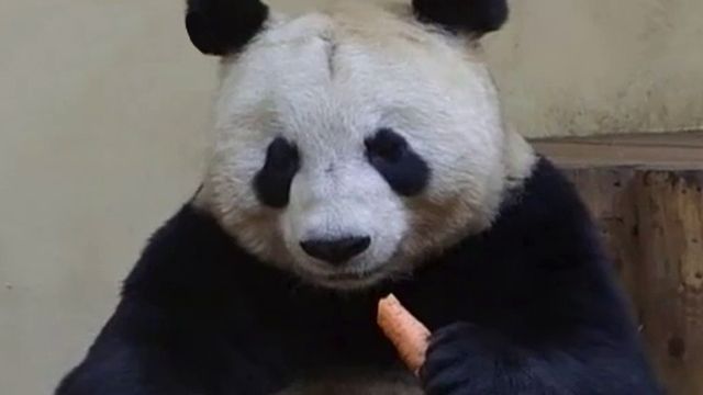 Not in the mood: Giant pandas miss breeding window