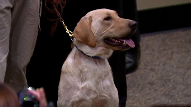 Elite Program Trains World's Best Bomb-sniffing Dogs