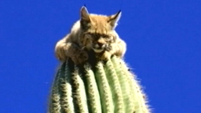 Amazing Pictures of a Bobcat on a Cactus