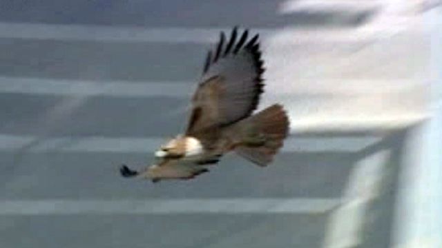 Hawks nest discovered at Arizona construction site
