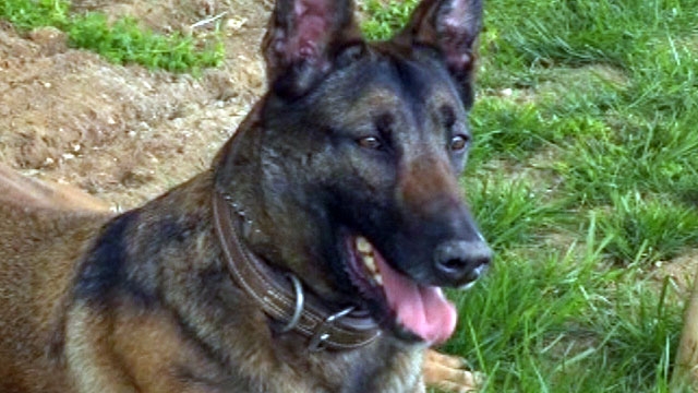 Military Dog Gets New Home in Missouri