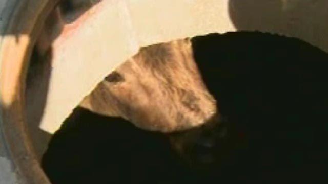 Cow Stuck in Drain