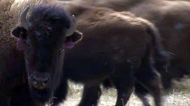 Farmers fight return of iconic bison to Montana