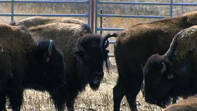 Plan to Bring Bison Back to MT