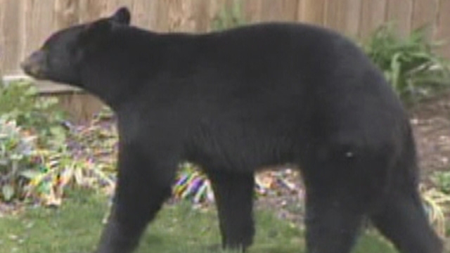 Bear Invades Residential Neighborhood