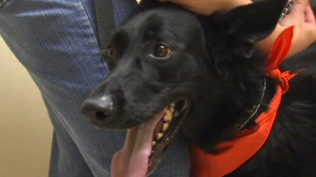 Happy Reunion for Injured Pooch