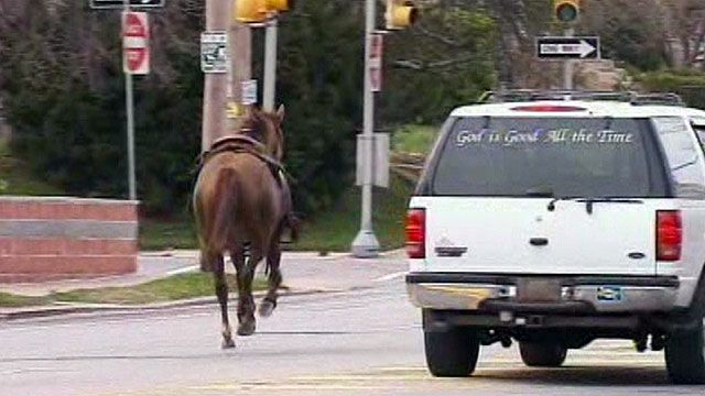 Horse Runs Wild on Philadelphia Streets