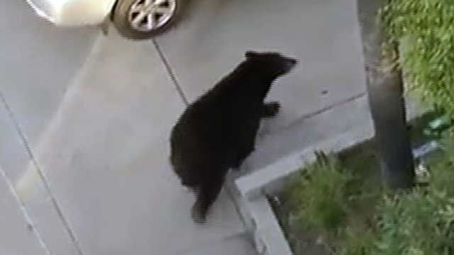 Video: Man Encounters Bear While Texting