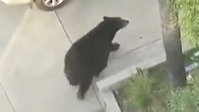Black bear spooks distracted texter