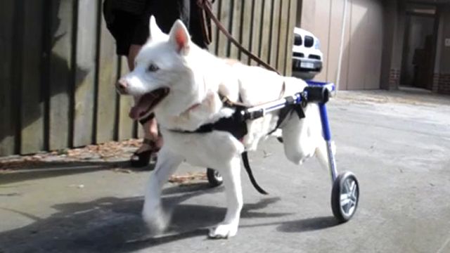 Paralyzed husky's new lease on life