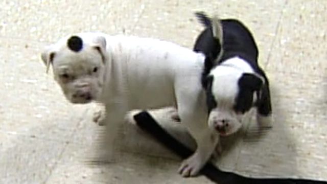 Puppies found in suitcase