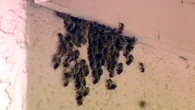 Bees target foreclosed homes in Arizona