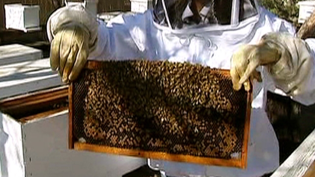 Could Bee Shortage Affect Food Supplies?