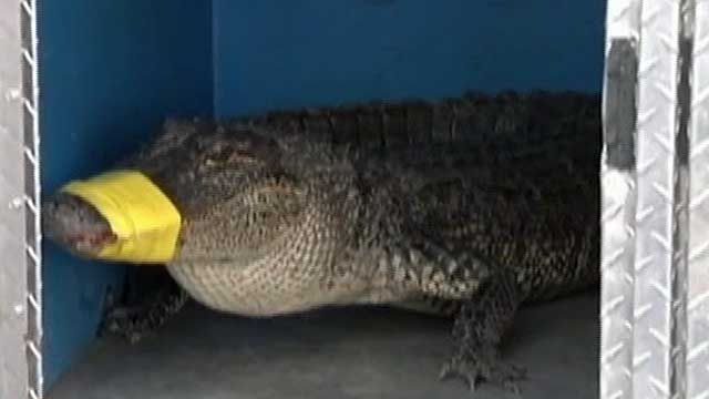 Video: Alligator Shows Up at Motel