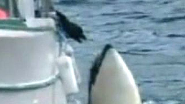 Killer Whale, Dog Playfully Interact