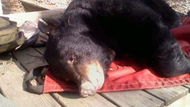 Bear Gives Birth Under Family's Deck