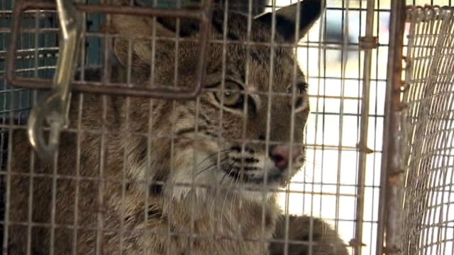 Injured bobcat bites women trying to help it