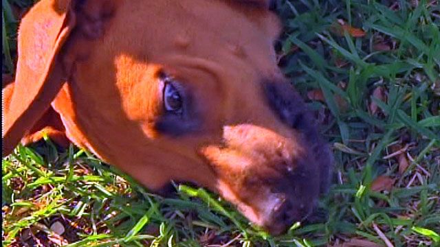 Puppies Dumped at Florida Dog Park