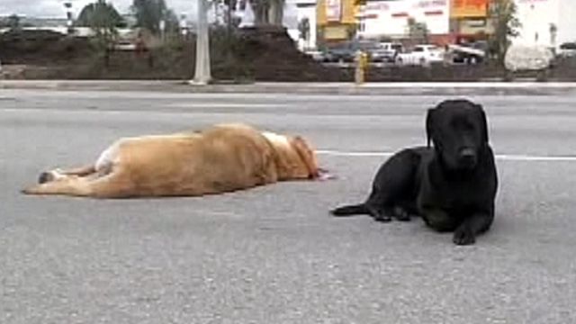 Loyal Labrador keeps watch over dog struck by car