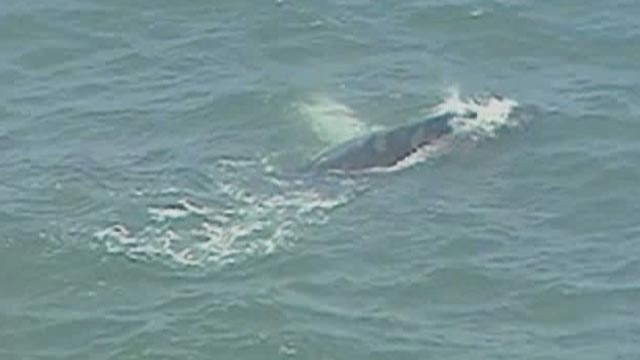 Humpback Whale Stranded in Virginia