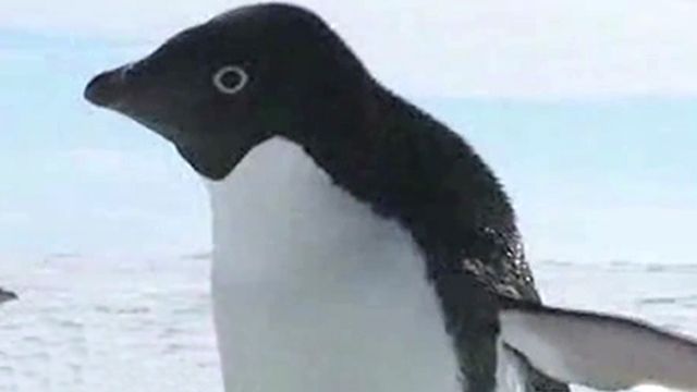 Tracking elusive penguins from space