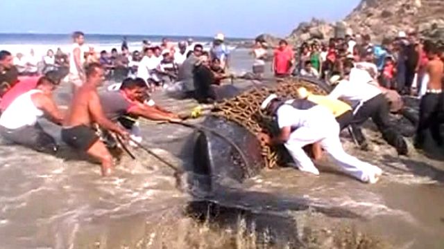 Massive beached whale rescued in Mexico
