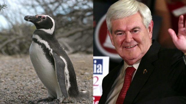 Gingrich nipped by penguin during zoo tour