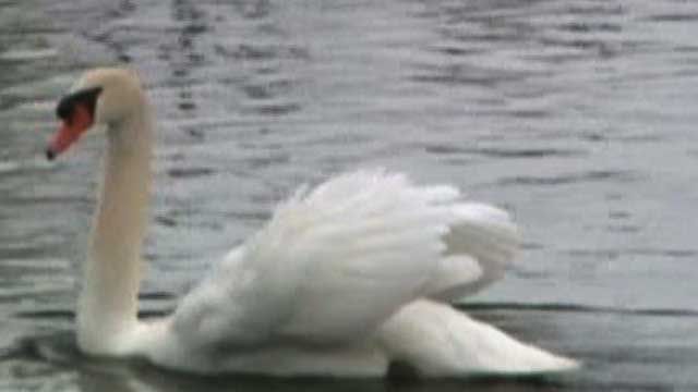 Aggressive Swan Being Blamed for Kayaker's Death
