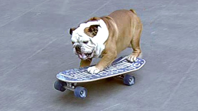World's Fastest Skateboarding Dog