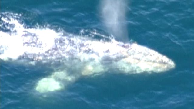 Gray whale trapped in fishing net