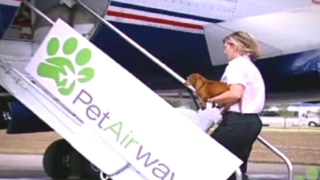 First-Class Airline for Your Pooch