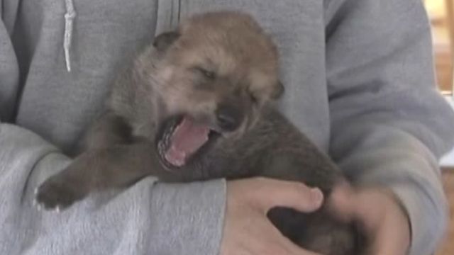 Wolf pups born in Indiana