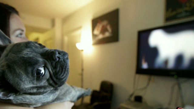 Cable companies launch channel for dogs