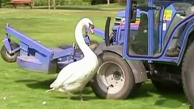 Cool Critters: Lovesick Swan