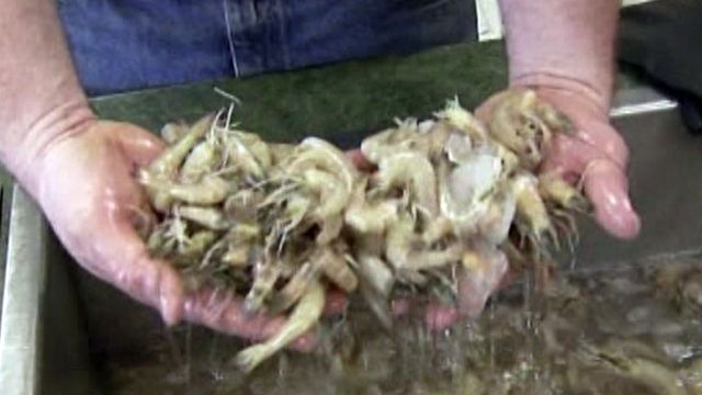 Is our seafood safe?