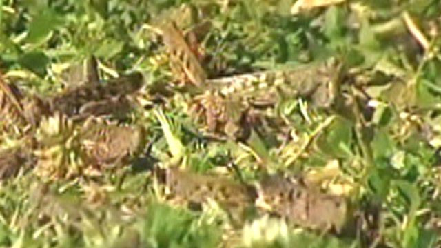 Locusts Plague Australia