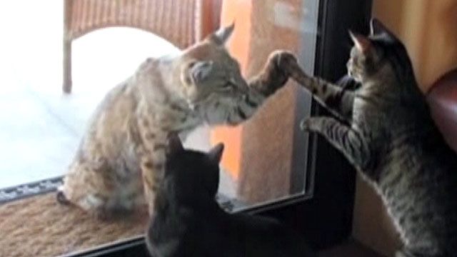 Housecat meets bobcat