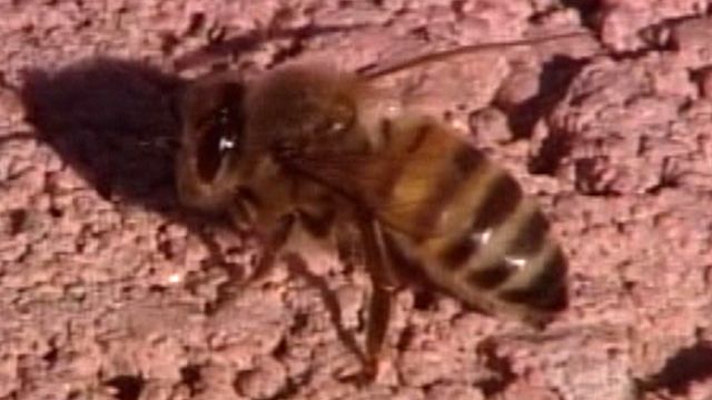 Bees force school evacuation