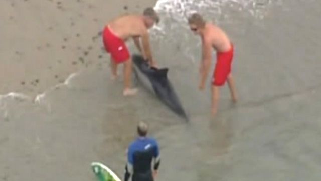 Beached dolphin rescue in California