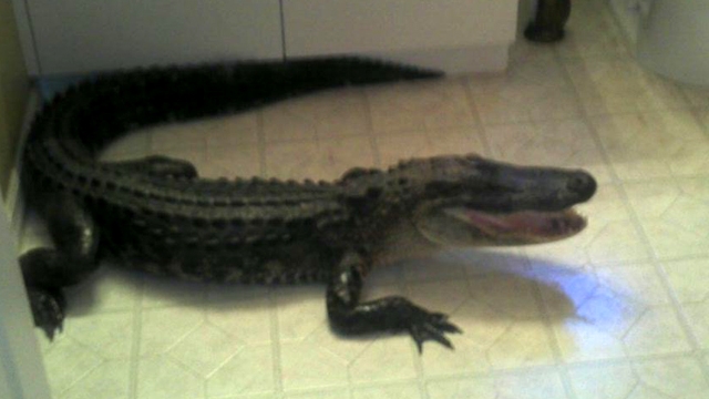 Florida Woman Finds Gator in Home