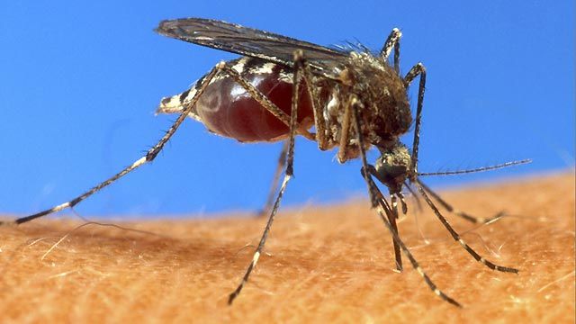 Ending Malaria by 2015