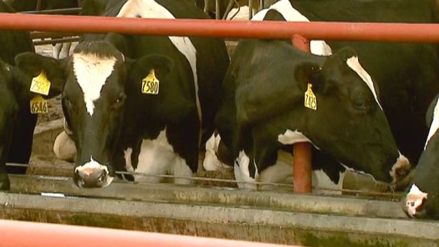 New case of mad cow disease discovered in California