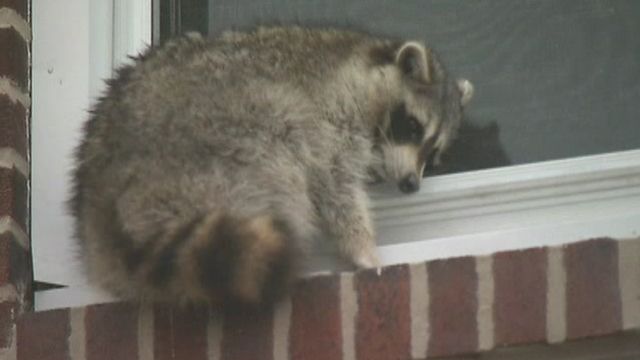 Raccoon attacks Penn. teen