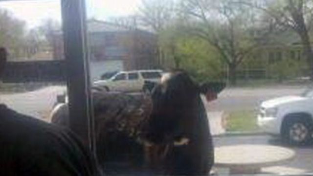 Escaped Cow Turns Up at McDonald’s Drive-Thru