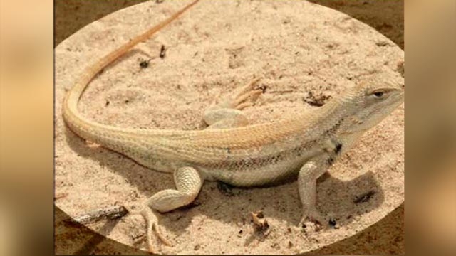 Leaping Lizards! Reptile Blocking Oil in Texas?