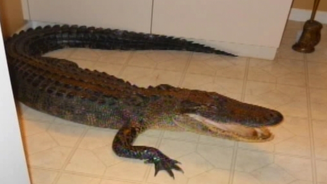 6-Foot Alligator Invades Florida Woman's Home